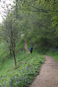 Rear view of person walking on footpath in forest