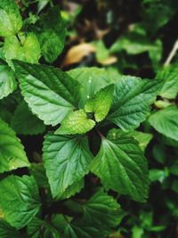 Close-up of green leaves