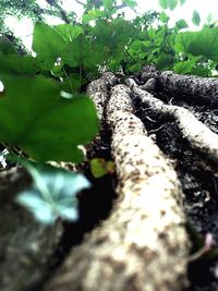 Close-up of plant growing on field