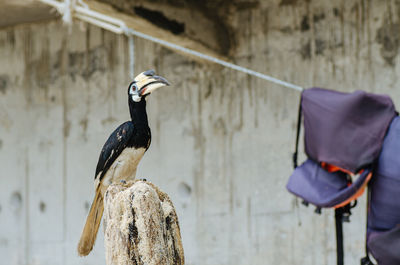 Bird perching on wooden post against wall