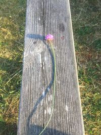 High angle view of flowering tree trunk on field