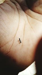 Close-up of insect on hand