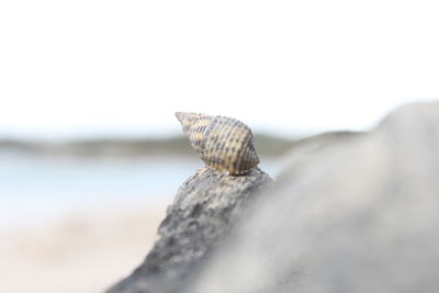 Close-up of shell on rock