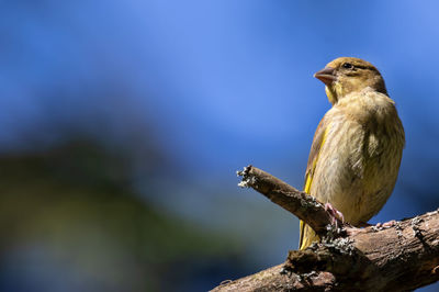 Close-up of greenfinch perching on tree