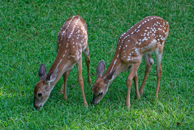 Deer grazing on field