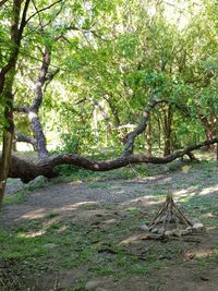 Trees on field in forest