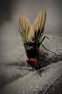 Close-up of red object