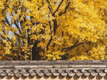 Low angle view of trees