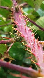 Close-up of lizard on plant