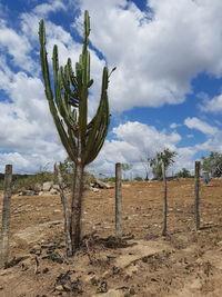 Cactus growing on field against sky