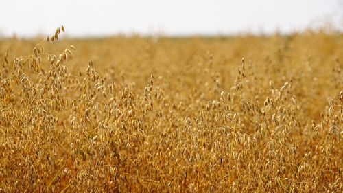 Wheat growing on field