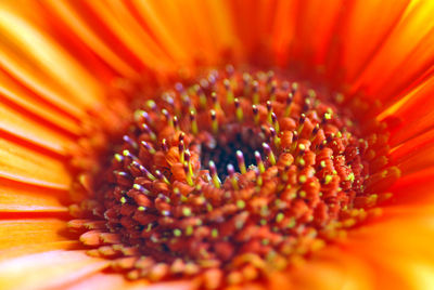 Extreme close-up of orange flower pollen