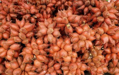 Directly above view fresh salacca zalacca tropical fruit. red reddish-brown scaly prickly skin. 