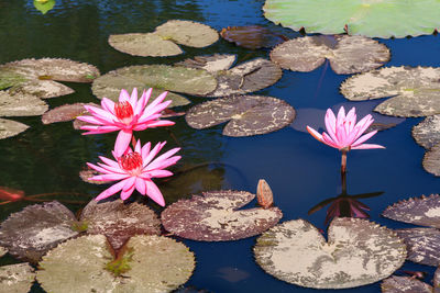 Lotus water lily in lake