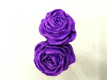 Close-up of rose