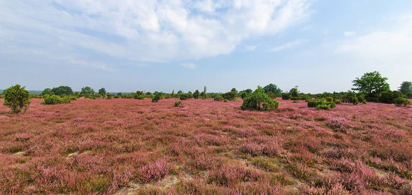 Scenic view of land against sky