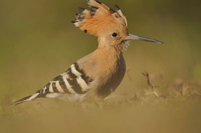 Close-up of a bird