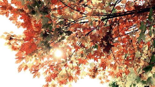 Low angle view of maple tree against sky