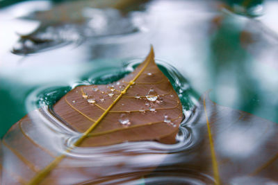 High angle view of leaves in glass on table