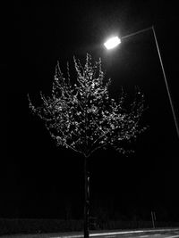 Low angle view of illuminated tree against sky at night