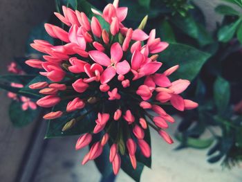 Close-up of dahlia blooming outdoors