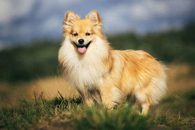 Dog looking away on field