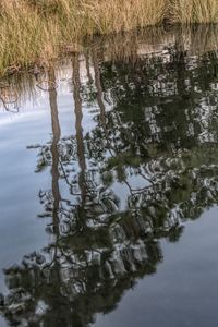 Reflection of trees in lake