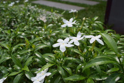 Close-up of white flowering plants