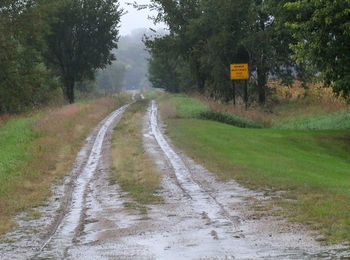 Road amidst trees