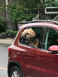 Close-up of dog in car