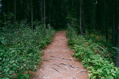 Dirt road in forest