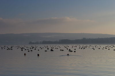 Flock of birds in the water