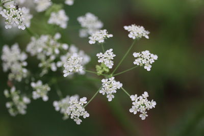 Close-up of white flowering plant