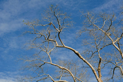 Low angle view of bare tree against blue sky