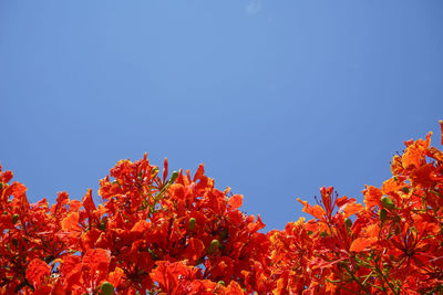 Low angle view of flowering plants against clear blue sky