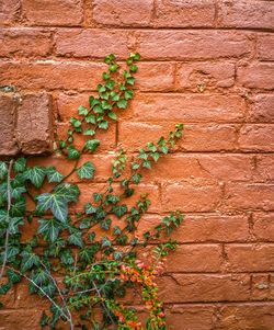 Ivy growing on brick wall