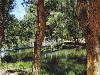 Trees in forest