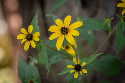 Close-up of yellow flowering plant