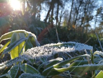 Close-up of frozen plant during winter