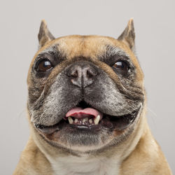 Close-up of dog looking away