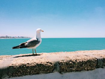 Seagull flying over sea