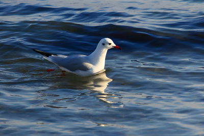 Close-up of seagull swimming in the sea 