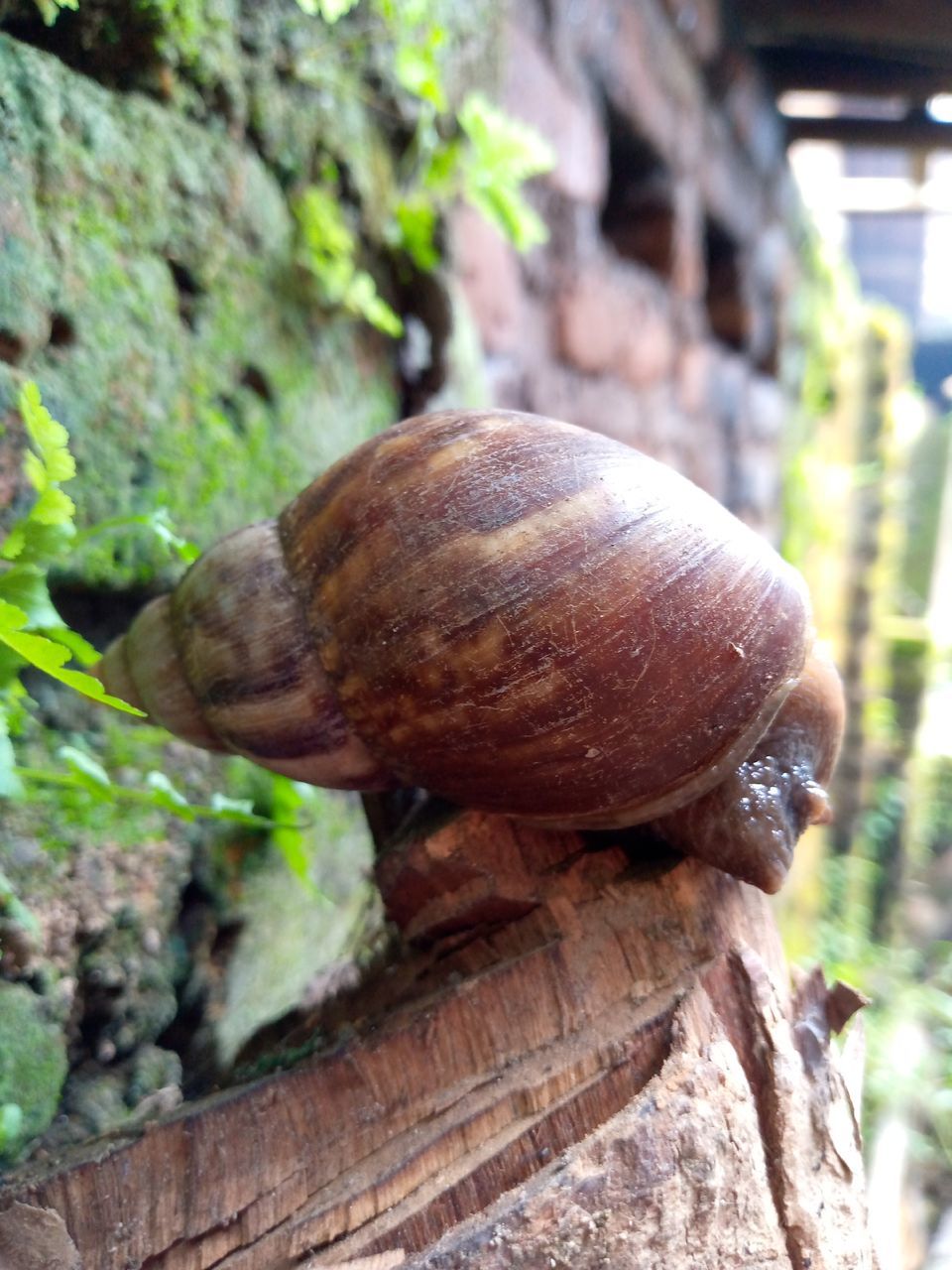 snail, snails and slugs, gastropod, mollusk, animal wildlife, animal themes, animal, close-up, shell, nature, wildlife, no people, animal shell, focus on foreground, tree, one animal, day, plant, wood, outdoors, tree trunk, boredom, brown, trunk