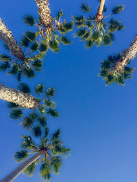 Low angle view of trees against blue sky