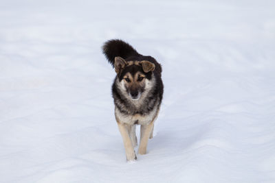 Dog in winter