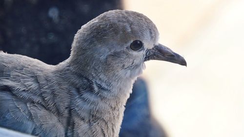 Close-up of eagle