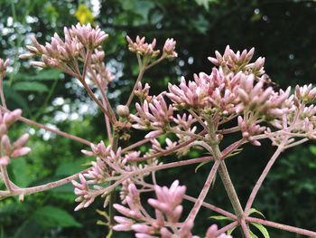 Close-up of flowers blooming on tree