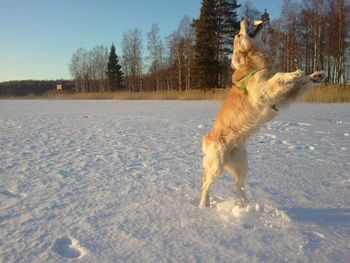 Dog standing on ground