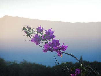 Close-up of pink flowers blooming against sky