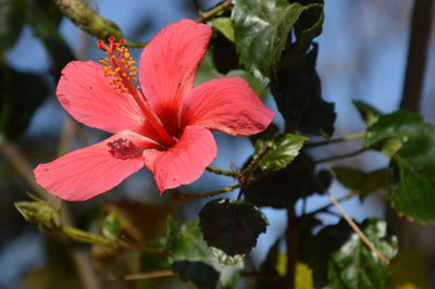 Close-up of red hibiscus flower